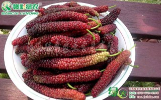 大棚果桑种植技术，大棚果桑种植技术视频